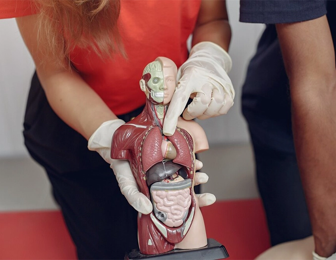 Prolapsus Nedir?